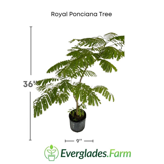 Royal Ponciana Tree 130-Casey's Corner Nursery 