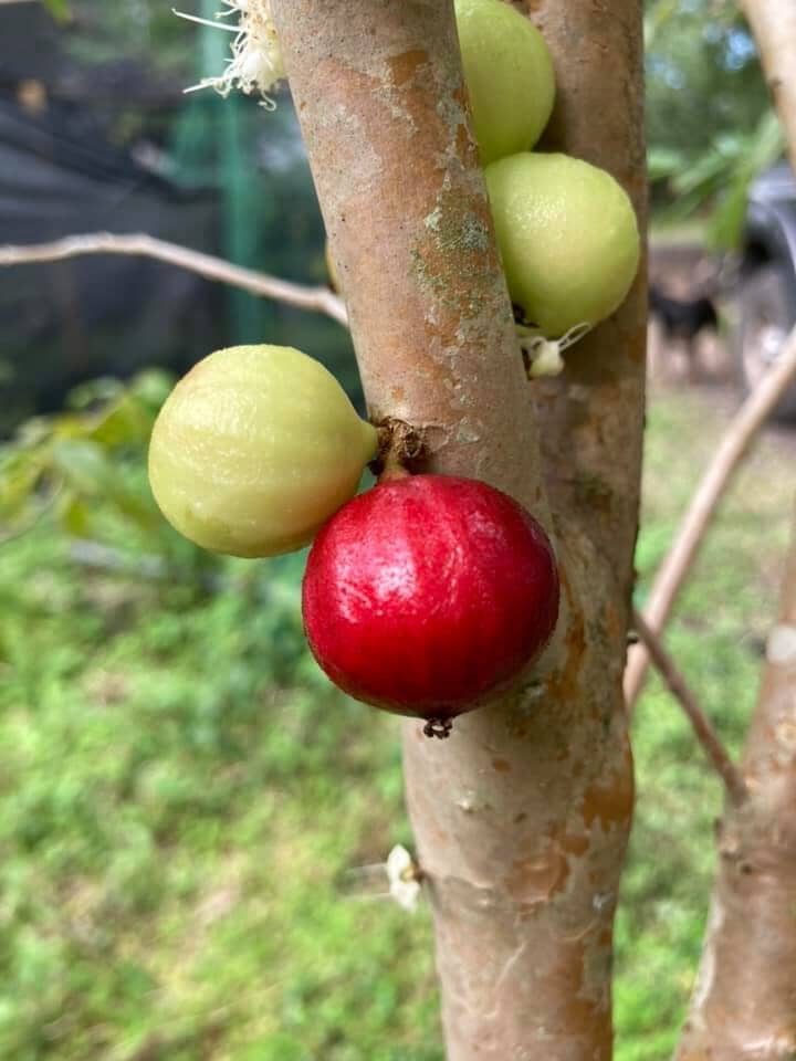 Sanford Jaboticaba Tree Fruit Trees 103-Pine Island Nursery