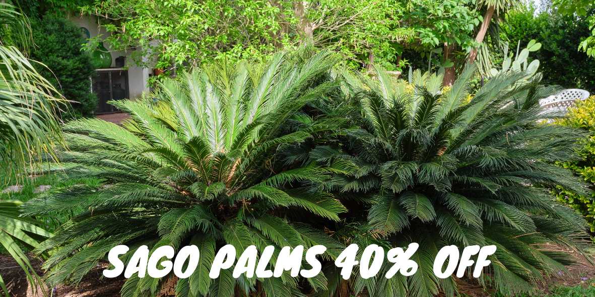 Sago Palm in container – Everglades Farm
