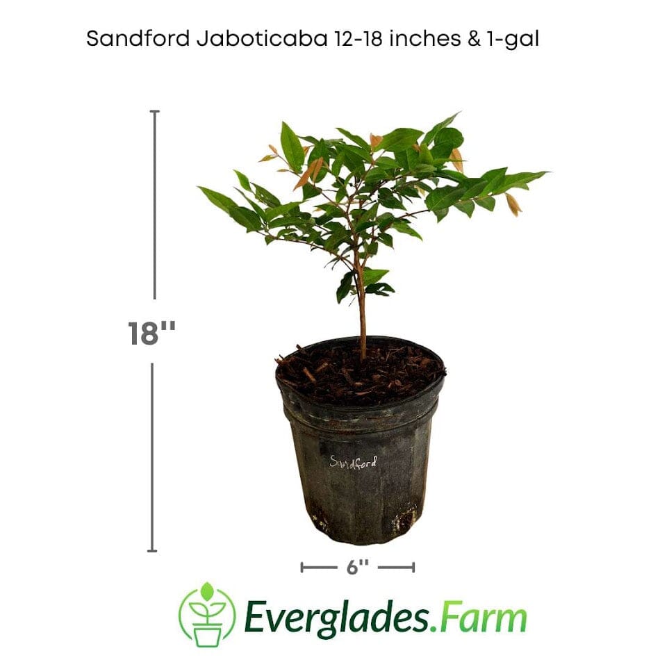 Sanford Jaboticaba Tree Fruit Trees 103-Pine Island Nursery 12-18 Inches & 1-gal