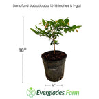 Sanford Jaboticaba Tree Fruit Trees 103-Pine Island Nursery 12-18 Inches & 1-gal