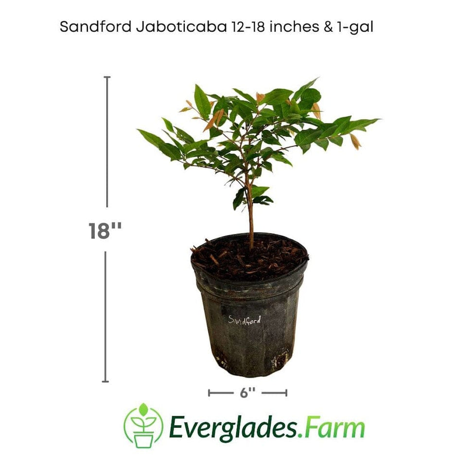 Jaboticaba Trees For Sale Online at Best Price | Everglades Farm