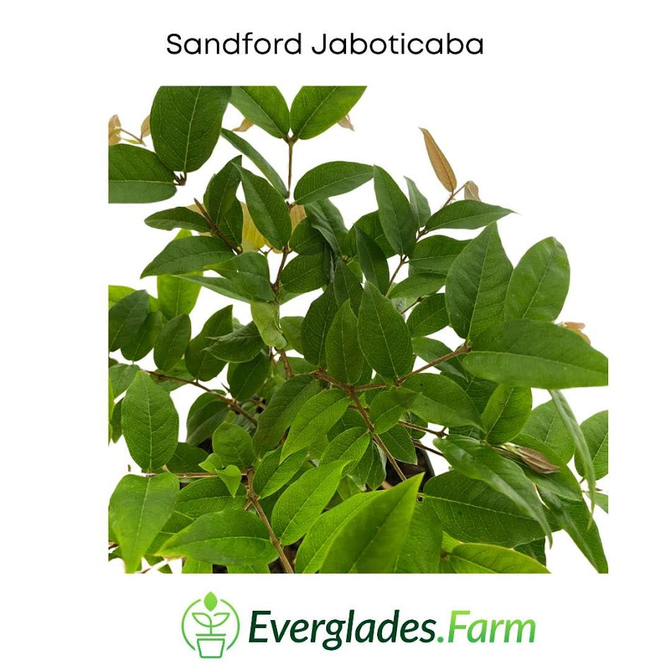 Sanford jaboticaba leaves from everglades farm