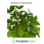 Sanford Jaboticaba Tree Fruit Trees 103-Pine Island Nursery