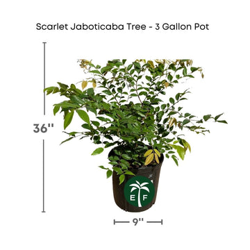 Scarlet Jaboticaba (Myrciaria regina) – Exotic Tropical Fruit Tree Everglades Farm