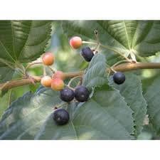 Sherbet Berry Plant – Grewia asiatica | Fast-Growing Tropical Fruit Tree Everglades Farm 
