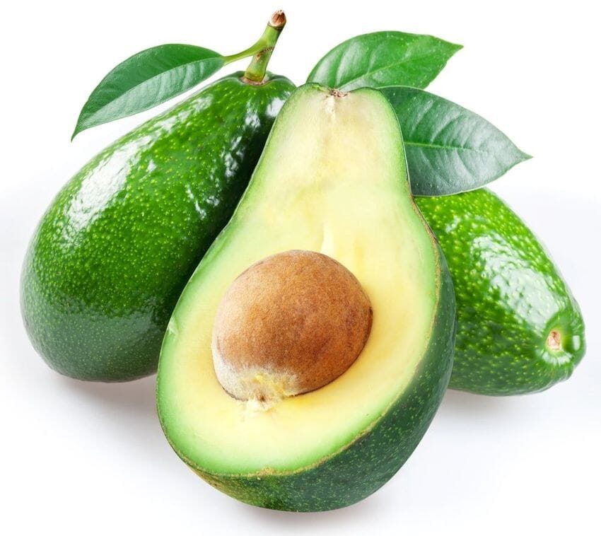 Fuerte Avocado Tree | Grafted | Fast Growing Everglades Farm 