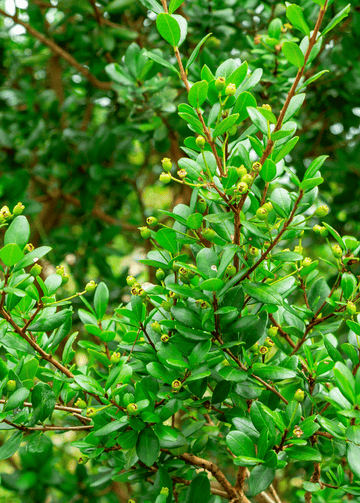 Simpson's Stopper | Florida Native | Myrcianthes Fragrans Geode | Live Plant Everglades Farm 
