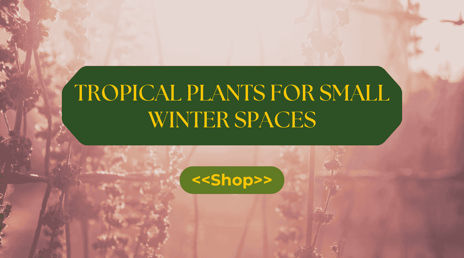 Small plants for small winter spaces