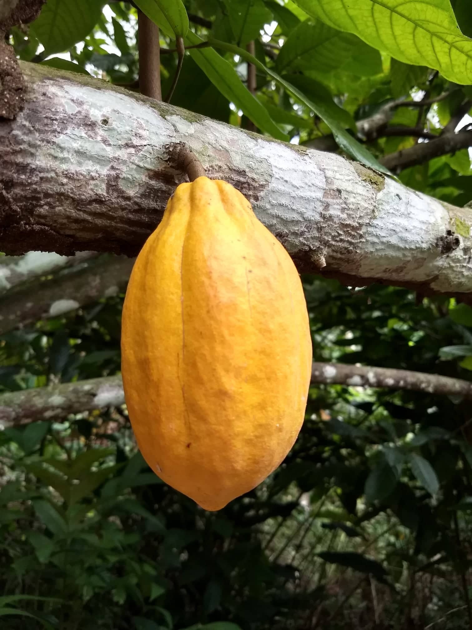 Forastero Cacao Chocolate Tree 103-Pine Island Nursery