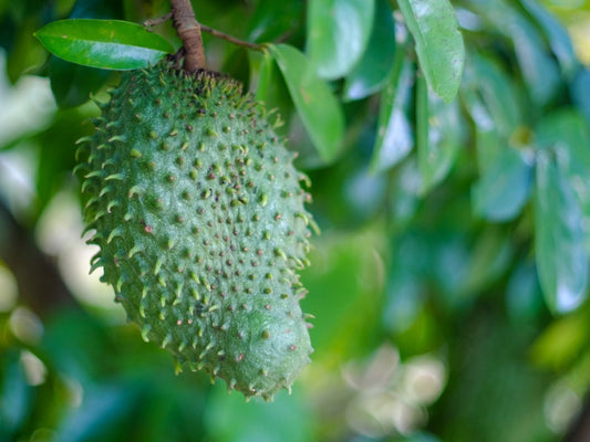 Giant Soursop Guanabana Grafted Fruit Tree
