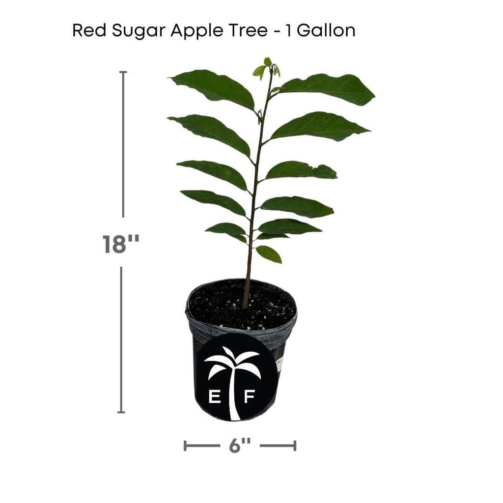 Red Sugar Apple, Sweetsop, Annona Tree Fruit Trees 100-Carlos Tropical Fruits 12-18 inches& 1-gal 