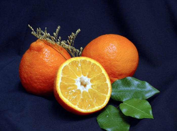 Gold Nugget® Mandarin DWARF Tree Grafted 113-Brite Leaf Citrus Nursery