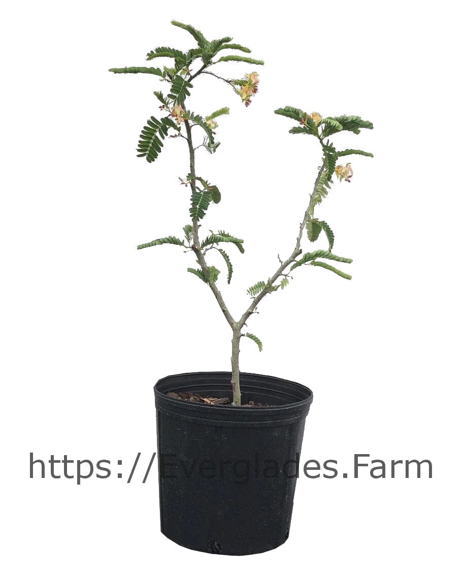 Tamarind Tree, Sweet Fruit Trees 100-Carlos Tropical Fruits 