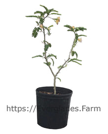 Tamarind Tree, Sweet Fruit Trees 100-Carlos Tropical Fruits 