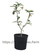 Sweet Tamarind Tree, Grafted Fruit Trees 112-Lara Farm 