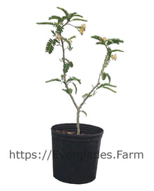 Sweet Tamarind Tree, Grafted Fruit Trees 112-Lara Farm 