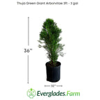 Thuja Green Giant Arborvitae 106-JJ Landscaping