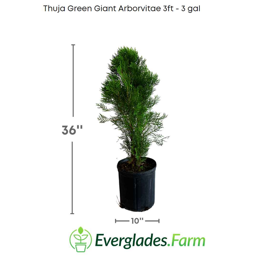 Thuja Green Giant Arborvitae