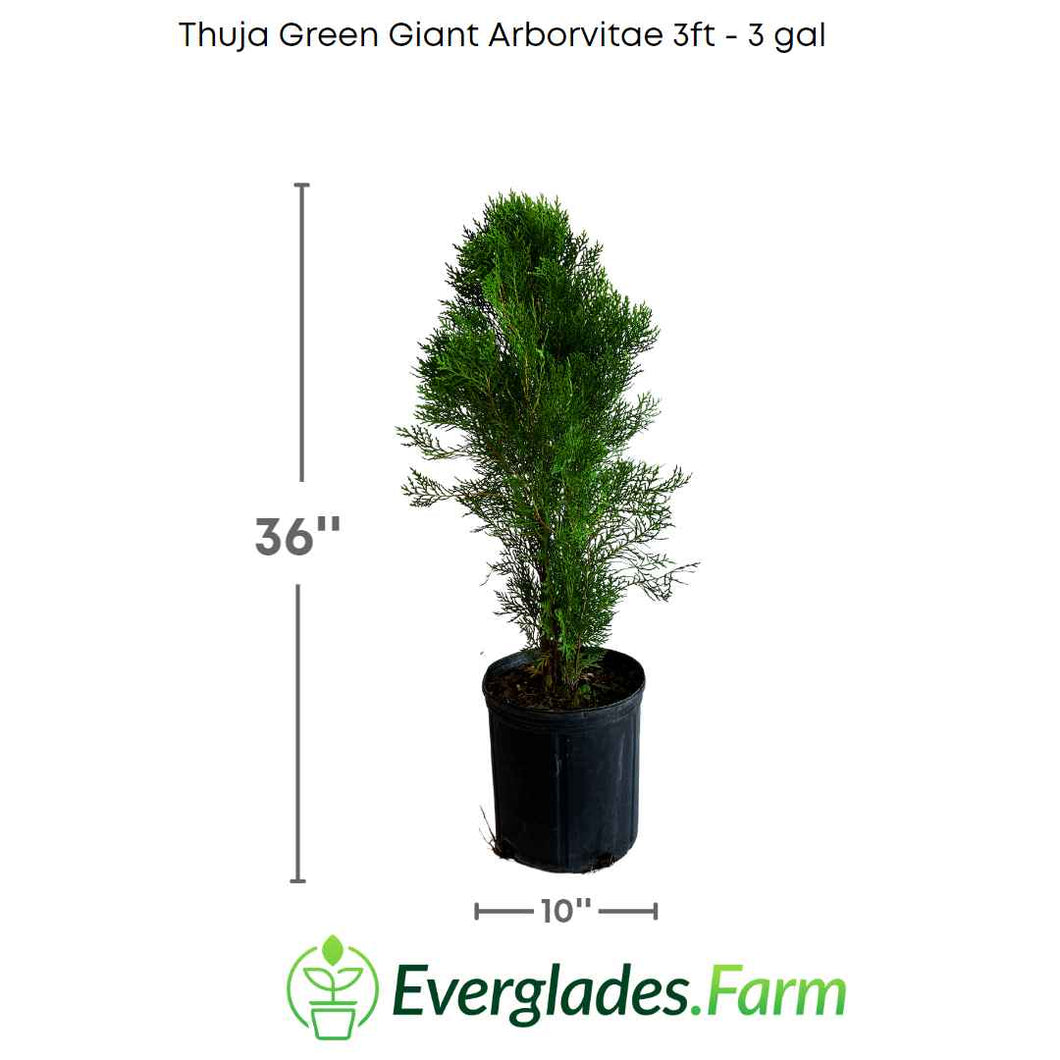 Thuja Green Giant Arborvitae, 3 feet tall in 3 gal container from Florida