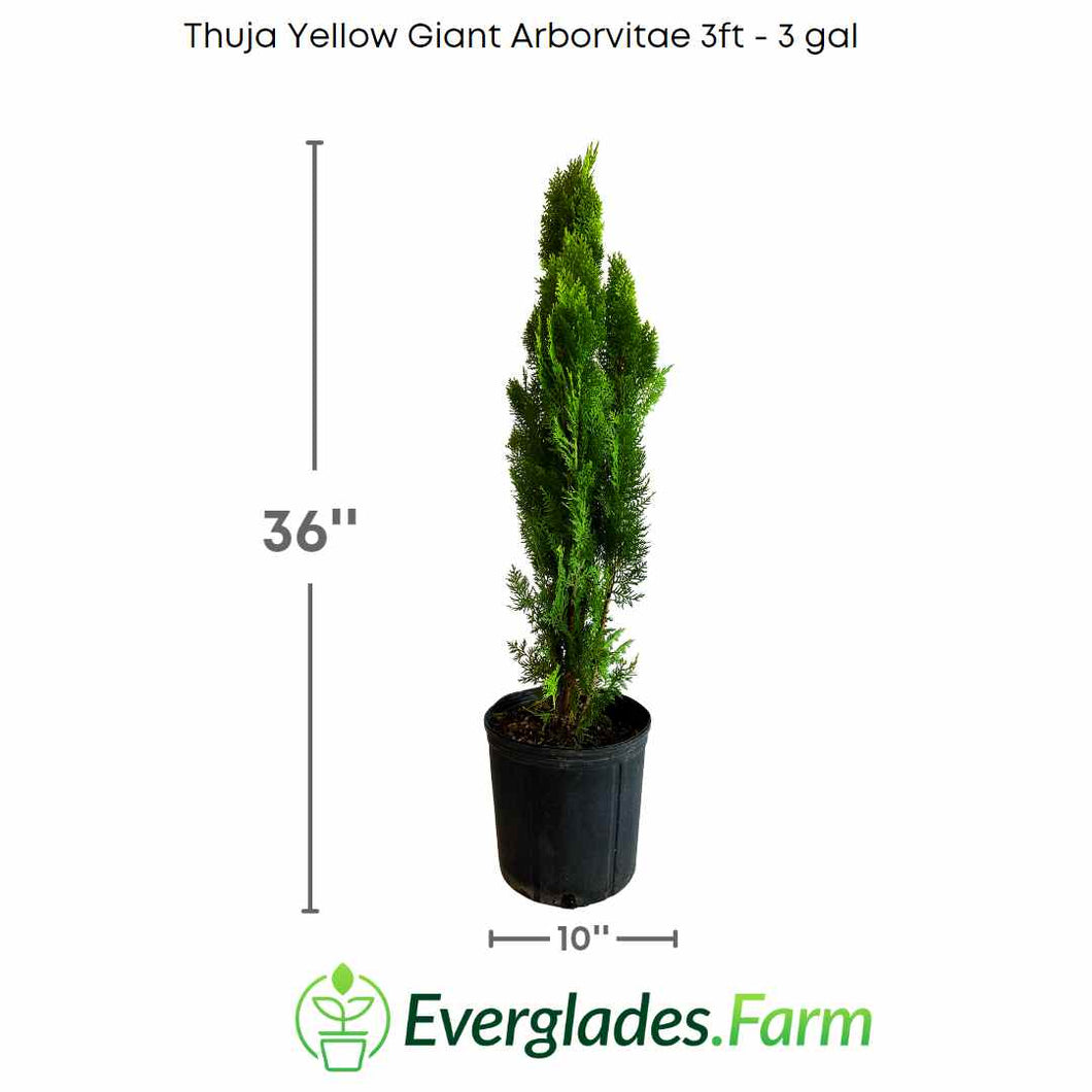 Thuja Yellow Giant Arborvitae, 3 feet tall in 3 gal container from Florida