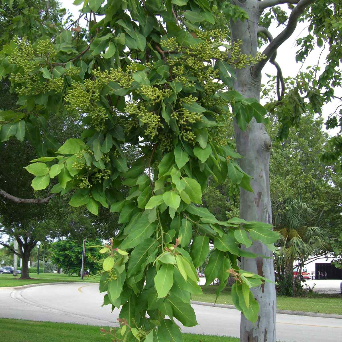 Torelliana Eucalyptus Tree - Fast Growing, Shade Providing Cadaghi Gum ...