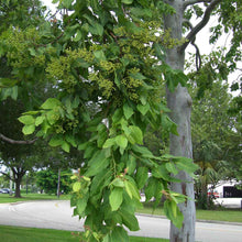 Torelliana Eucalyptus Tree - Fast Growing, Shade Providing Cadaghi Gum Everglades Farm 