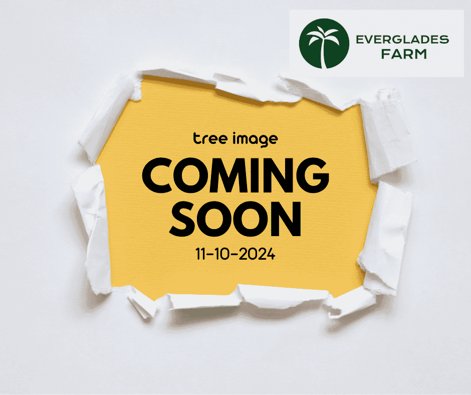 Organic Parsley Plant Giant from Italy in 4" pot Herbs Everglades Farm 