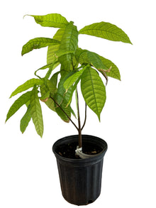 Trinitario Yellow Cacao Tree (Theobroma cacao) live plant grown in Florida — Everglades Farm