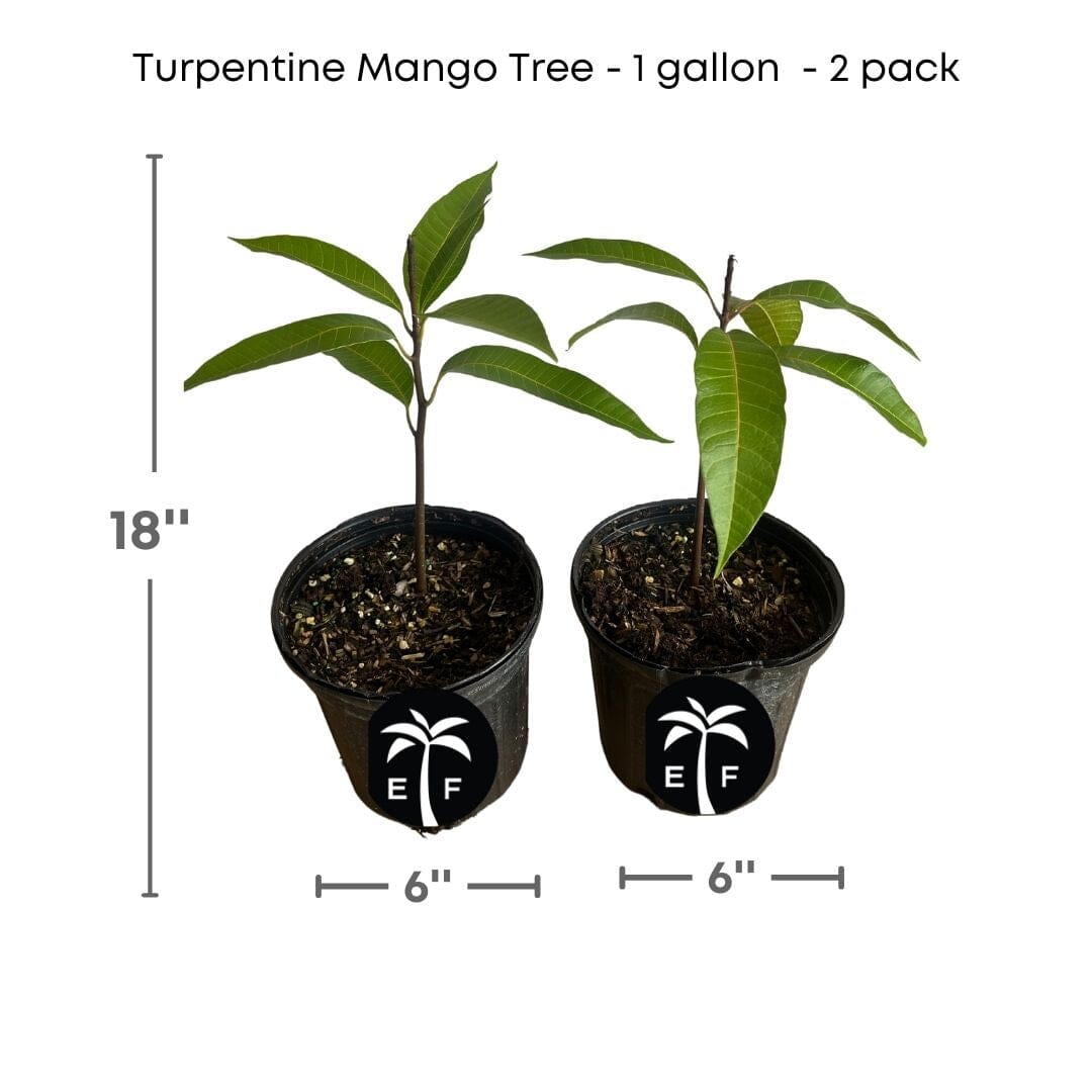 Turpentine Mango Tree in 1-gallon pot [2 pack] Everglades Farm