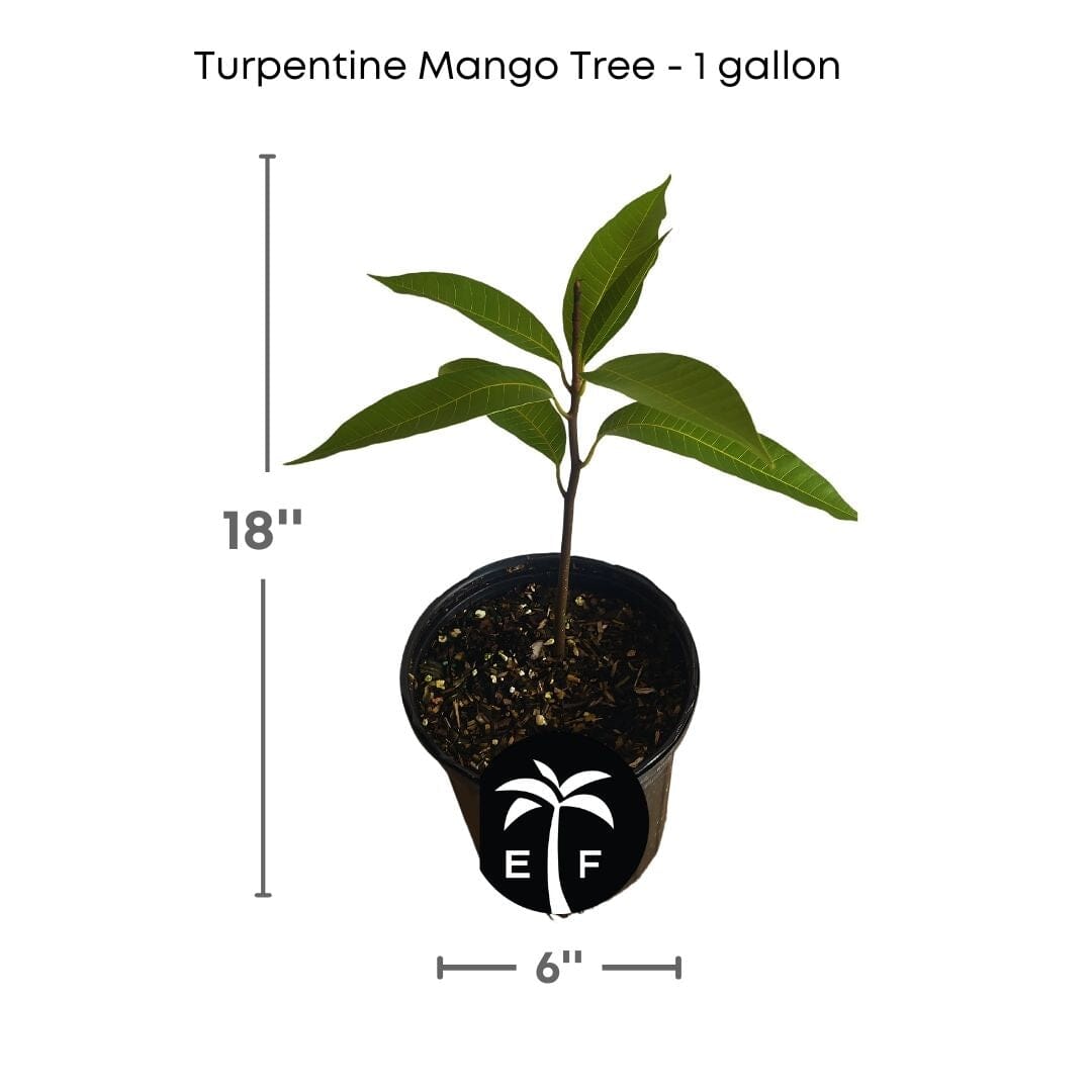 Turpentine Mango Tree Everglades Farm