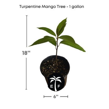 turpentine mango tree 1 gallon everglades farm