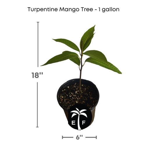 turpentine mango tree 1 gallon everglades farm