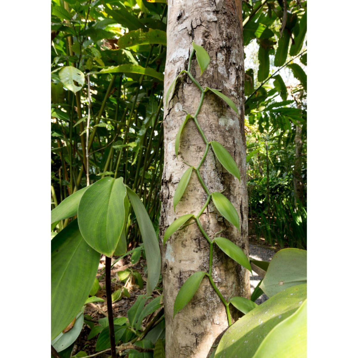 Vanilla Bean Orchid | Vanilla planifolia | Tropical Climbing Vine for Gourmet Vanilla Beans Everglades Farm
