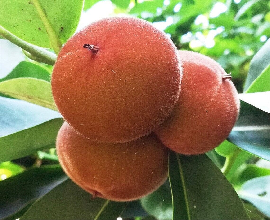 Velvet Apple Mabolo (Diospyros Blancoi) Fruit Tree 103-Pine Island Nursery