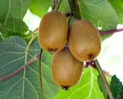 Vincent Fuzzy Kiwi Vine (Female Fruiting) Everglades Farm 