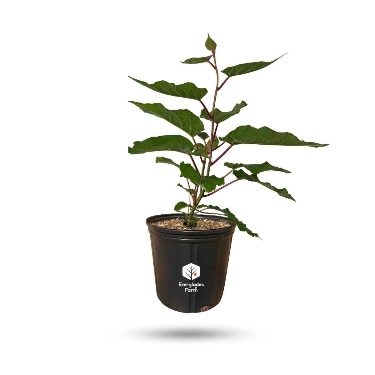 Tomuri Fuzzy Kiwi Vine (Male Pollinator)