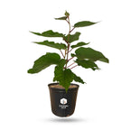 Vincent Fuzzy Kiwi Vine (Female Pollinator) Everglades Farm 