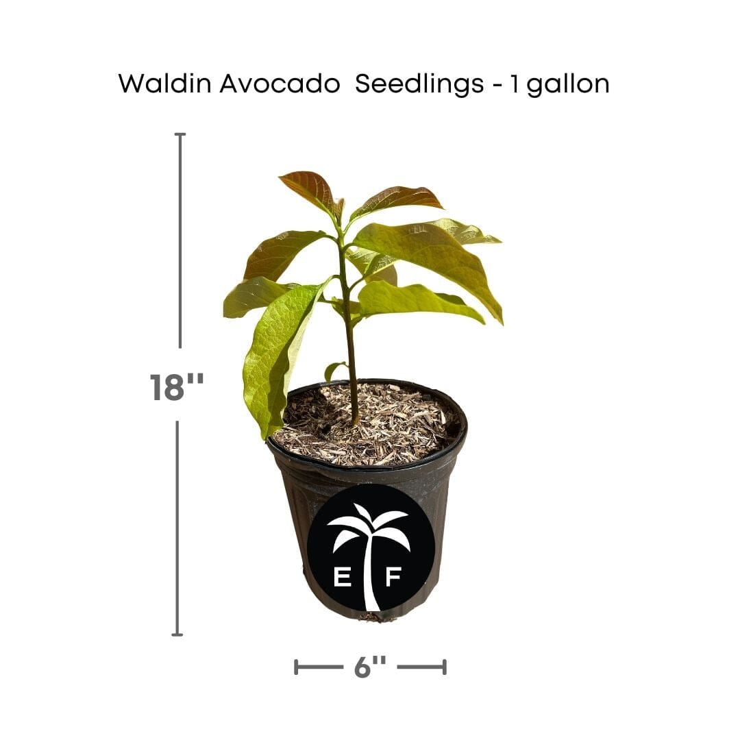 Waldin Avocado Tree from Seedlings 1-gallon pot Everglades Farm
