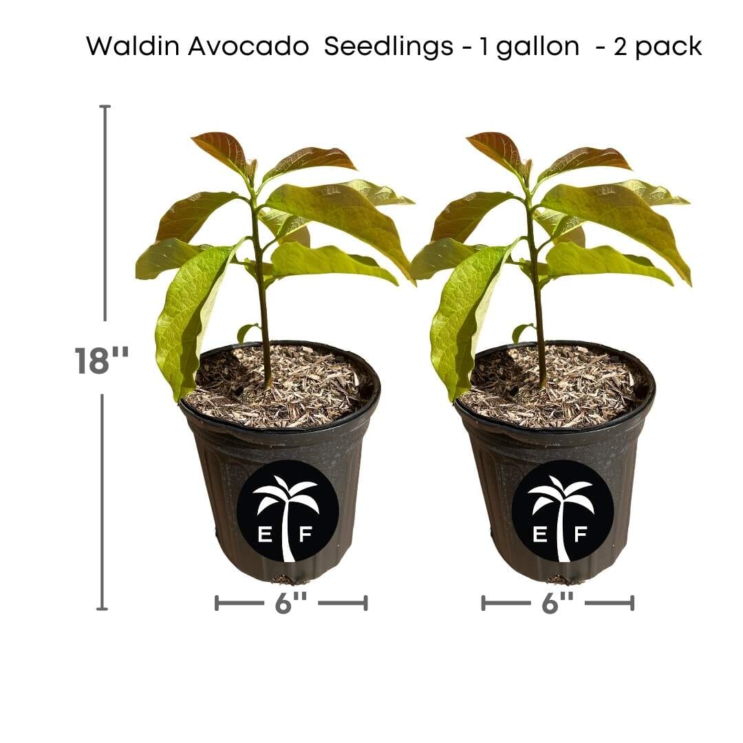 Waldin Avocado Tree from Seedlings 1-gallon pot [2-pack] Everglades Farm