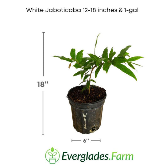 white jaboticaba tree 1 gal from everglades farm