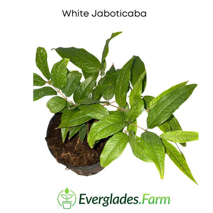 white jaboticaba leaves everglades farm