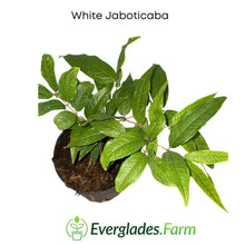 White Jaboticaba Tree Fruit Trees 103-Pine Island Nursery
