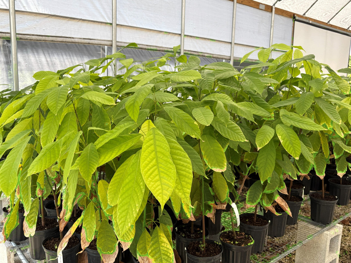 Healthy Trinitario Yellow Cacao Tree plants in a Florida nursery — Everglades Farm