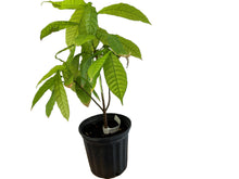 Yellow Cacao Tree live plant in nursery pot — Trinitario Theobroma cacao from Florida