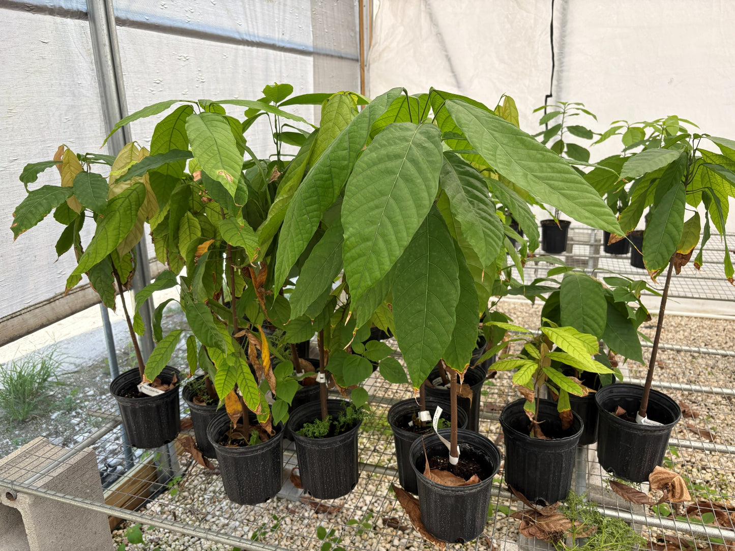 Young Yellow Cacao Trees growing in Everglades Farm's Florida greenhouse