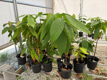 Young Yellow Cacao Trees growing in Everglades Farm's Florida greenhouse