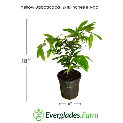 yellow jaboticaba 1 gal everglades farm