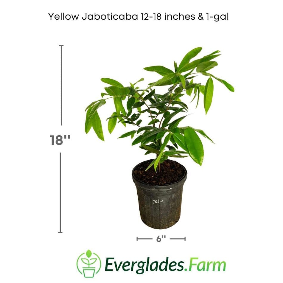 Yellow Jaboticaba Tree Fruit Trees 103-Pine Island Nursery 12-18 Inches & 1-gal
