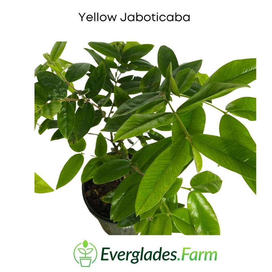 yellow jaboticaba leaves everglades farm